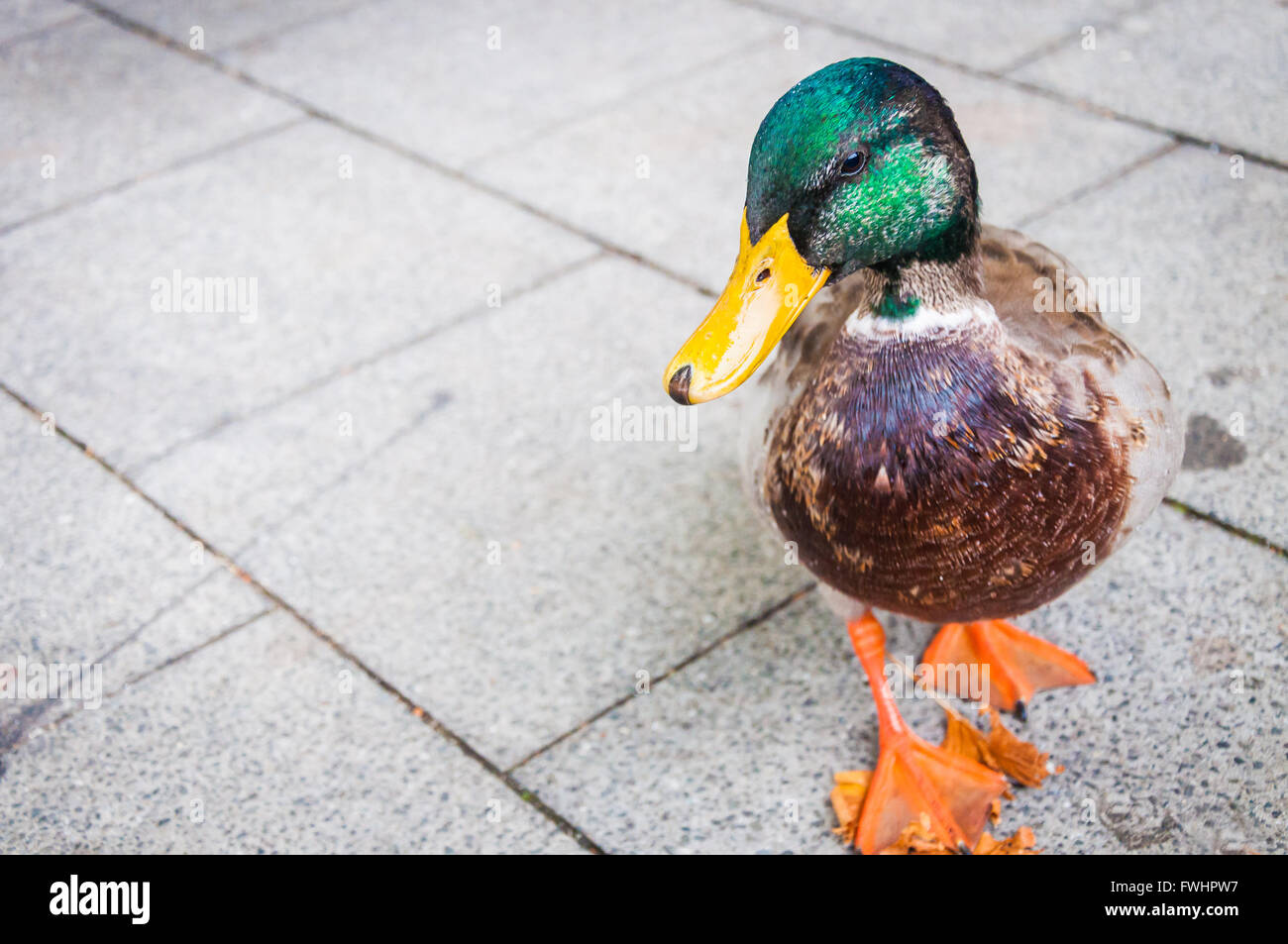 Mallard - green head , orange feet , and yellow beak duck walking on street Stock Photo