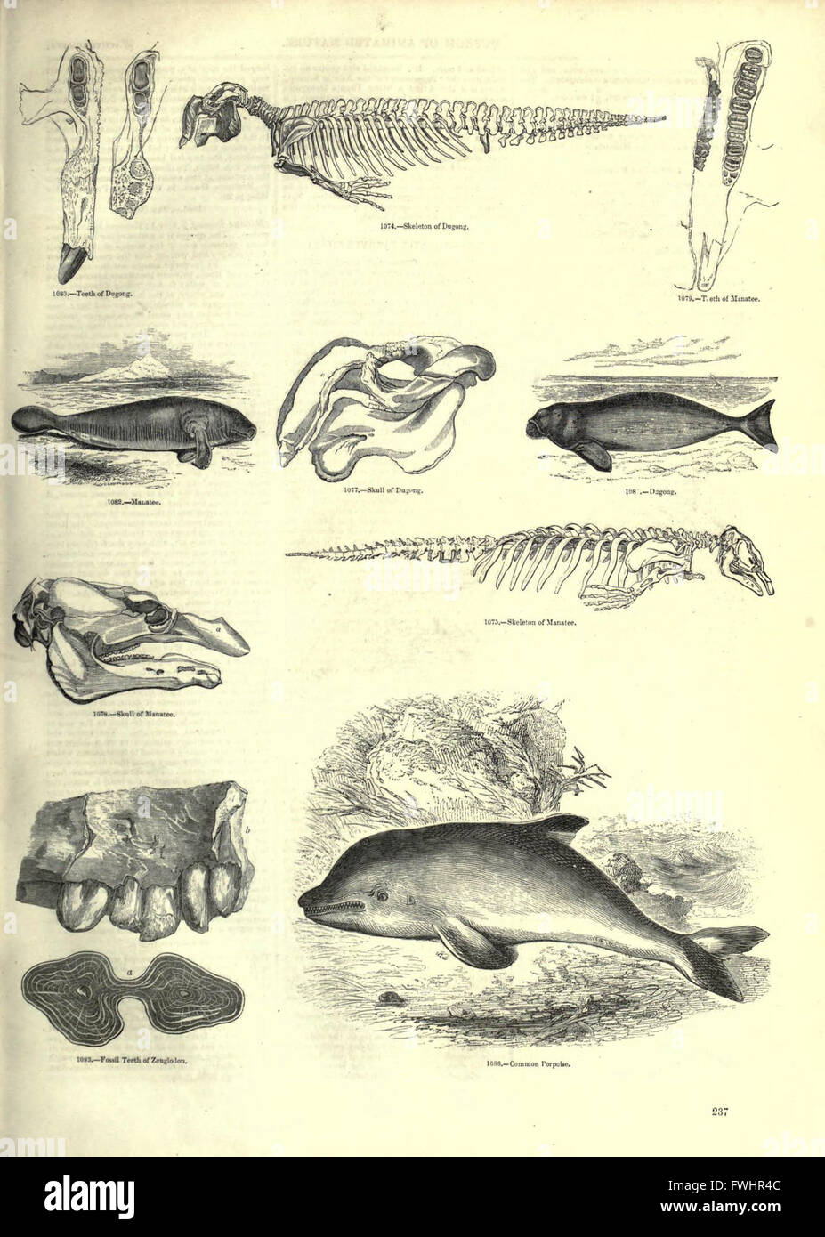 This 19th-century illustrated work showcases a wide array of animals ...
