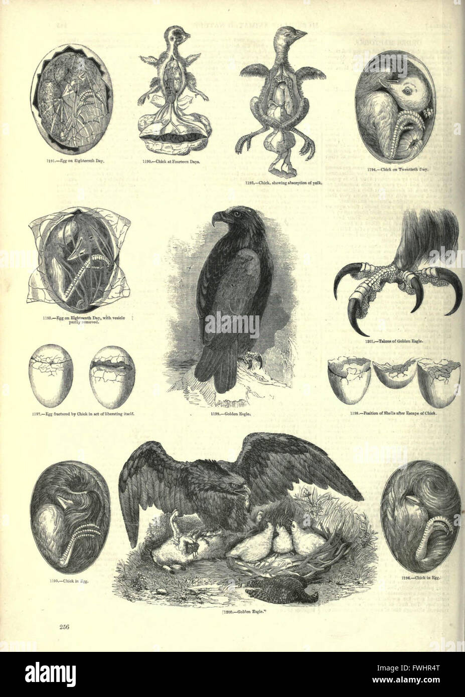 Visual compendium hi-res stock photography and images - Alamy