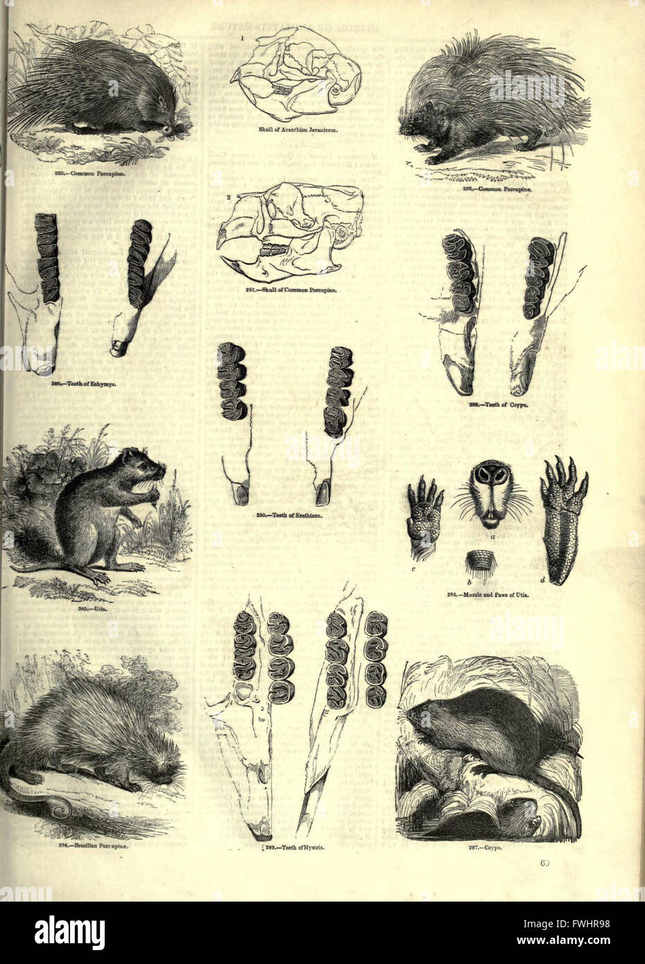 This work presents illustrations and descriptions of animals in motion ...