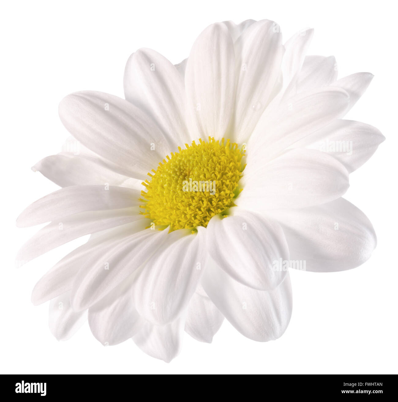 daisy isolated on the white background. Stock Photo