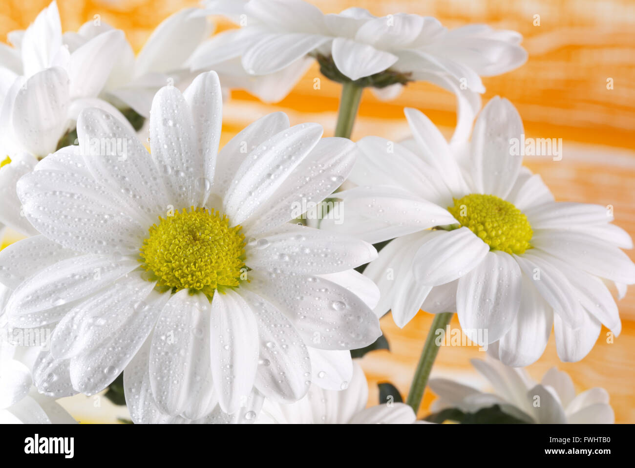 Orange yellow daisies hires stock photography and images Alamy