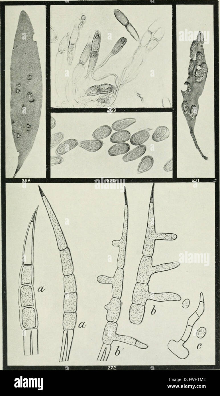 Rust Fungi Examples 'The Rusts of Australia' (1906) offers an in-depth study of rust fungi ...