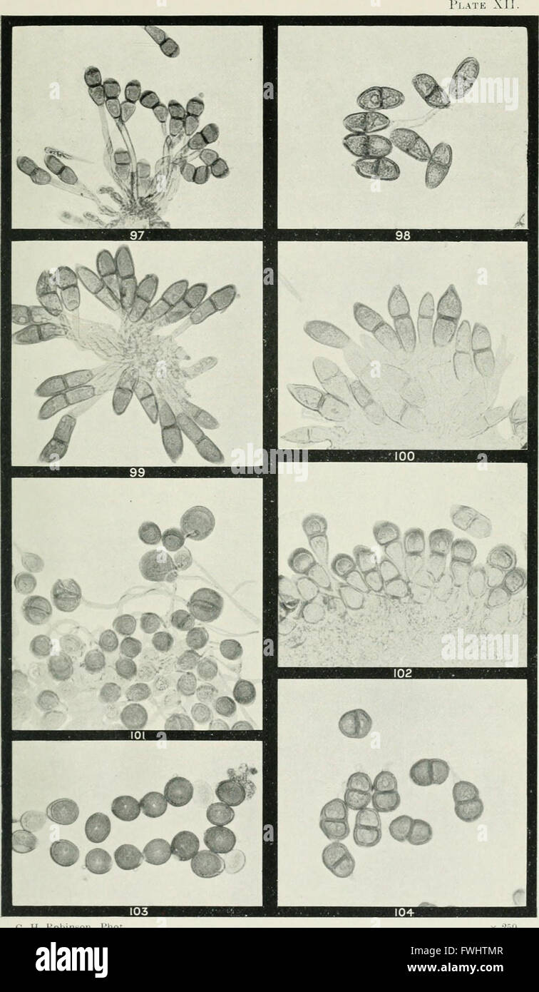 Rust Fungi Examples This work examines the rust fungi found in Australia, detailing their ...