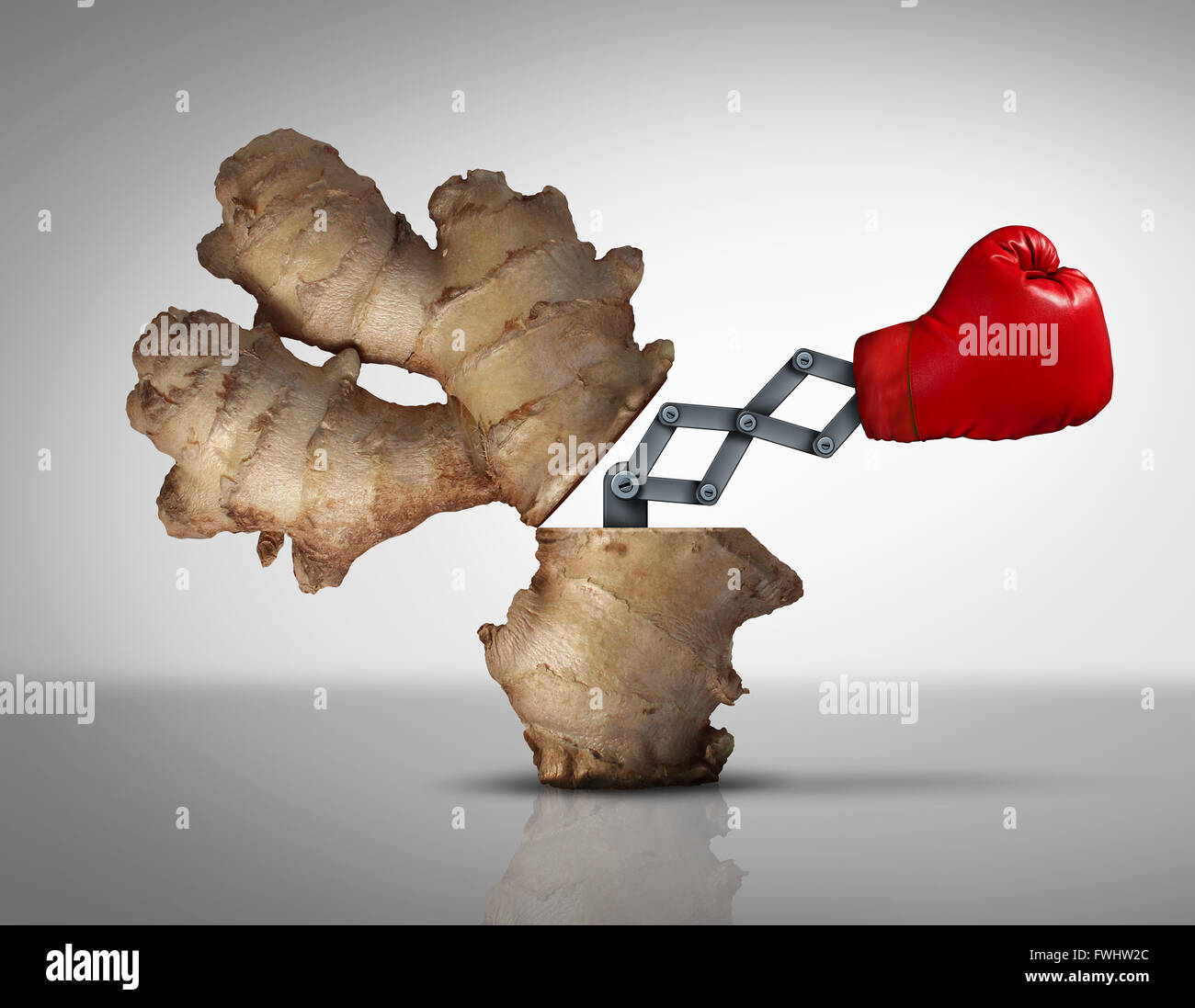 Ginger medicine concept as a natural herbal medicinal root opened with a boxing glove icon emerging with a 3D illustration mechanism to fight off disease and pain as a metaphor for holistic or eastern traditional medication. Stock Photo