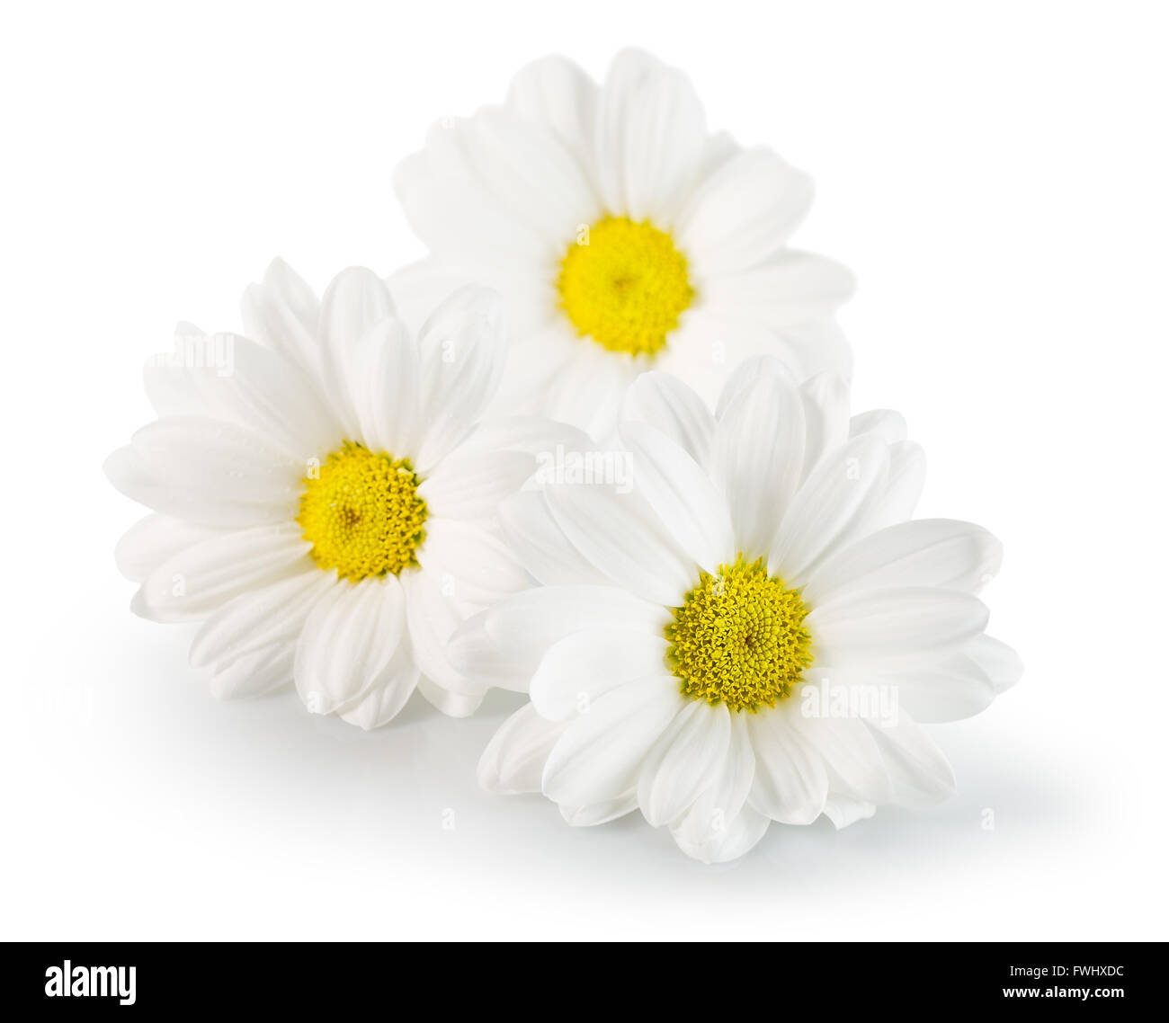 daisies isolated on the white background. Stock Photo