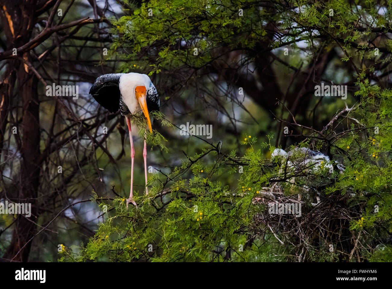 The painted stork is a large wading bird in the stork family. It is found in the wetlands of the plains of tropical Asia south o Stock Photo