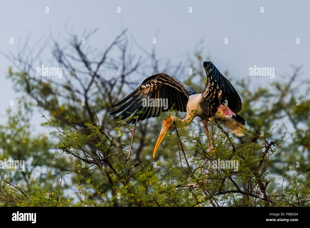 The painted stork is a large wading bird in the stork family. It is found in the wetlands of the plains of tropical Asia south o Stock Photo