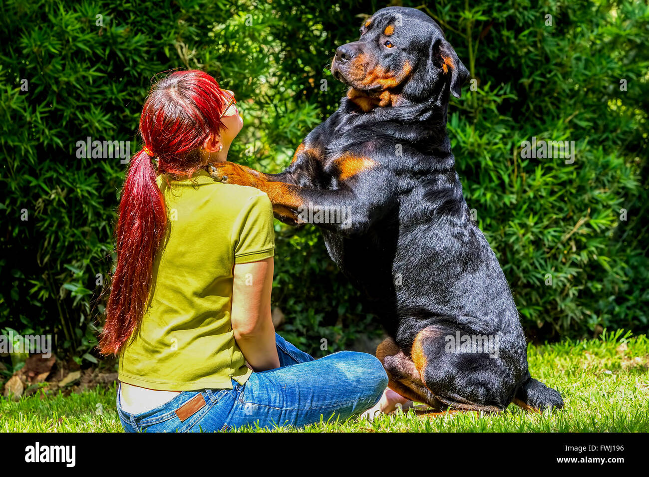 Young Woman And Her Best Friend Purebred Adult Rottweiler K9 Stock Photo