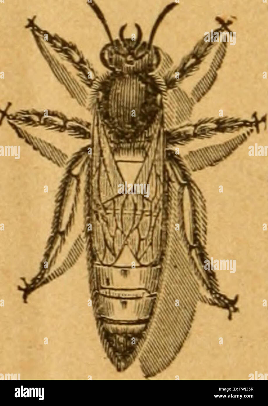 American bee journal (1891 Stock Photo Alamy