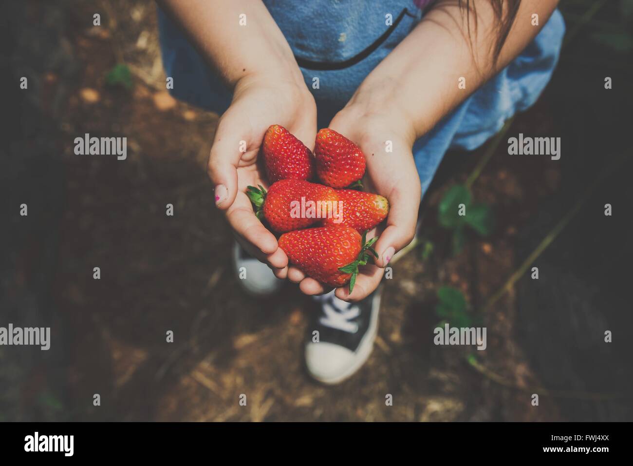 Girl Holding Strawberries Stock Photo