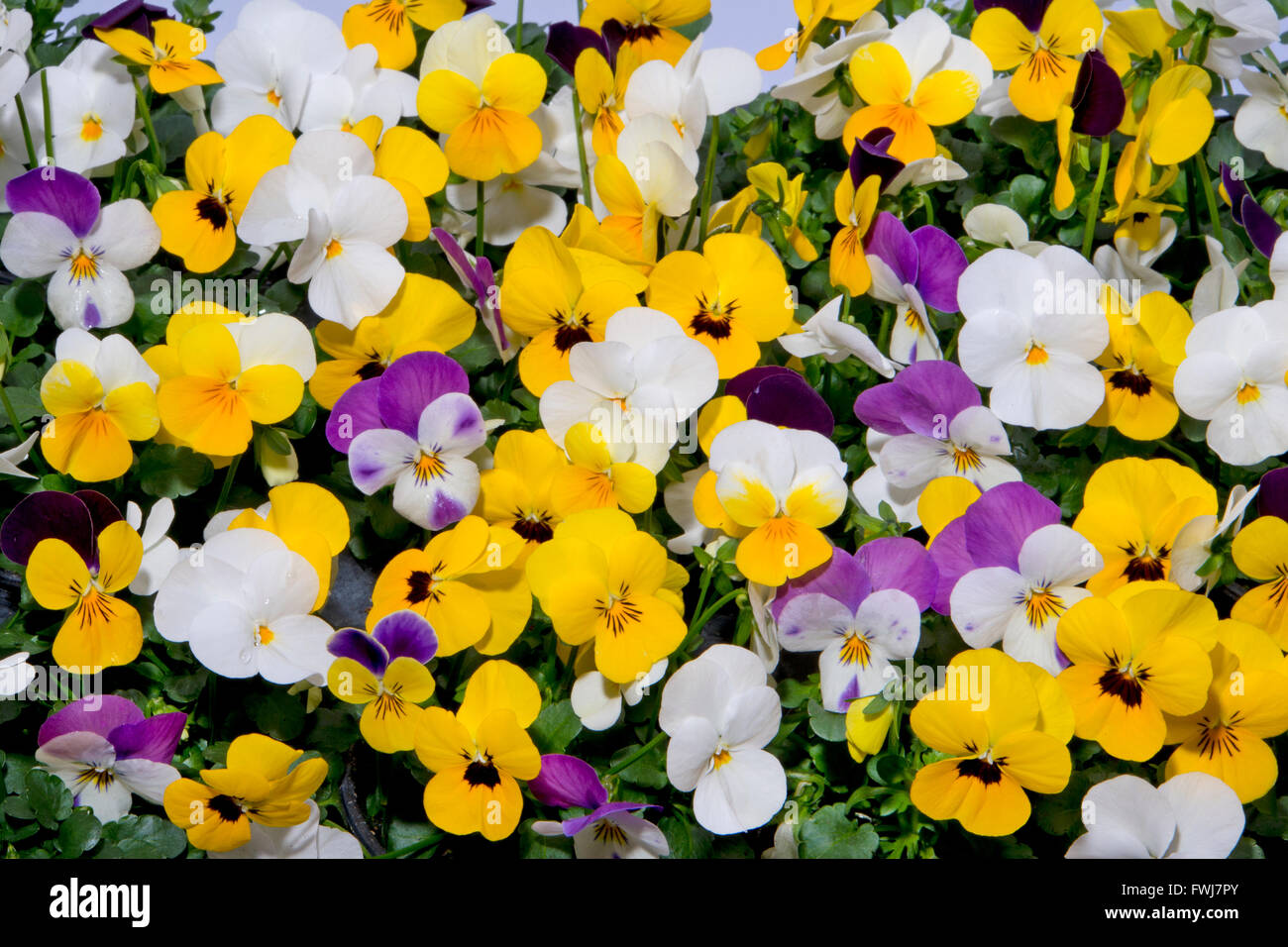 mixed pansies in colorful spring garden Stock Photo