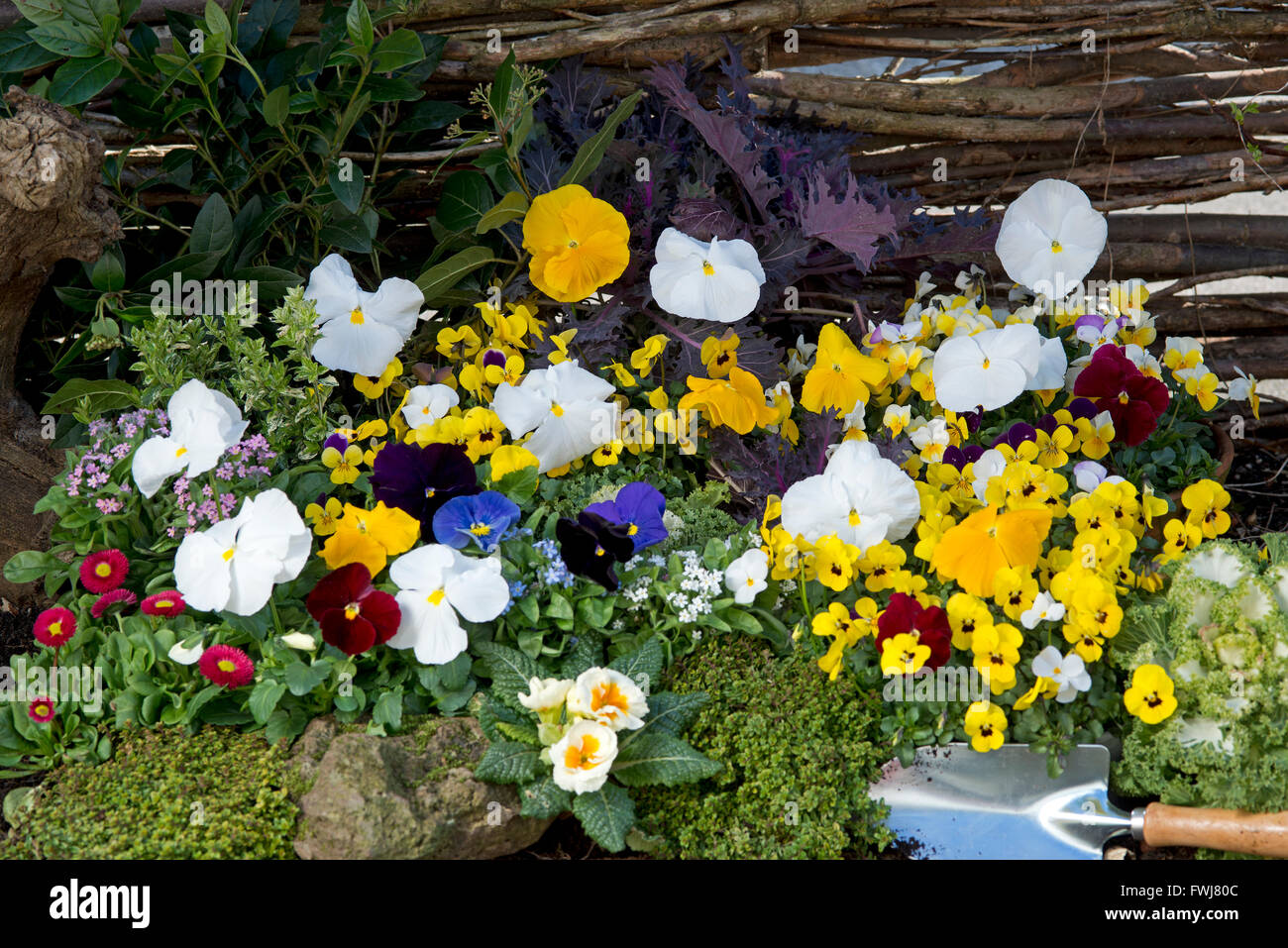mixed pansies in colorful spring garden Stock Photo