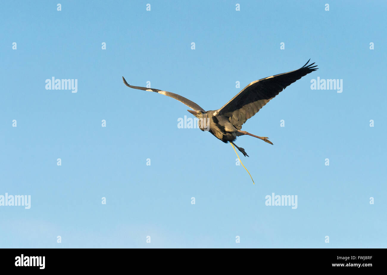 Grey Heron in flight and passing feces or faeces. Stock Photo