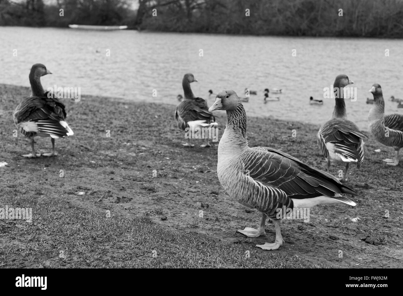 Greylag Geese By River Stock Photo Alamy