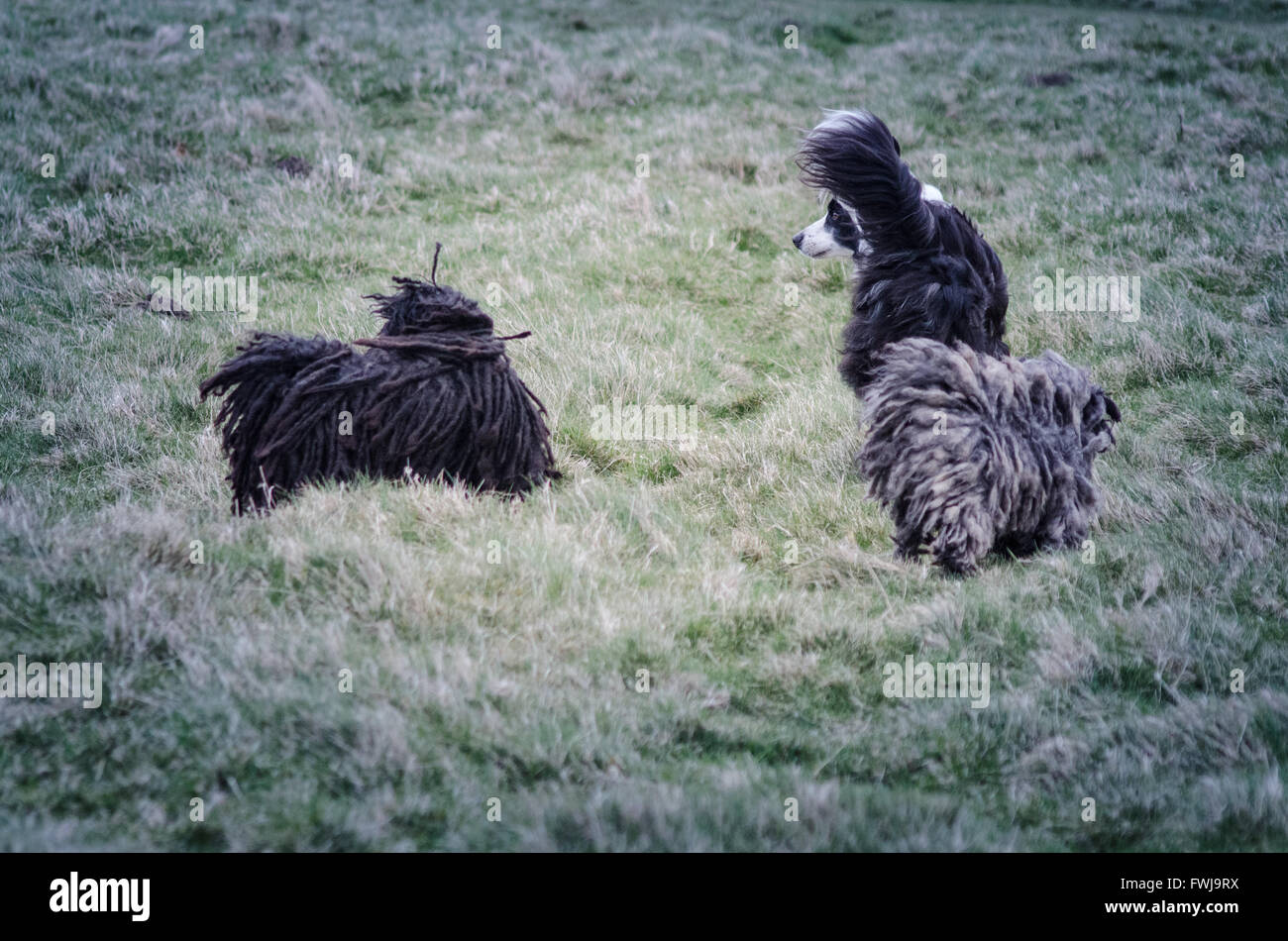 does the puli have rabies