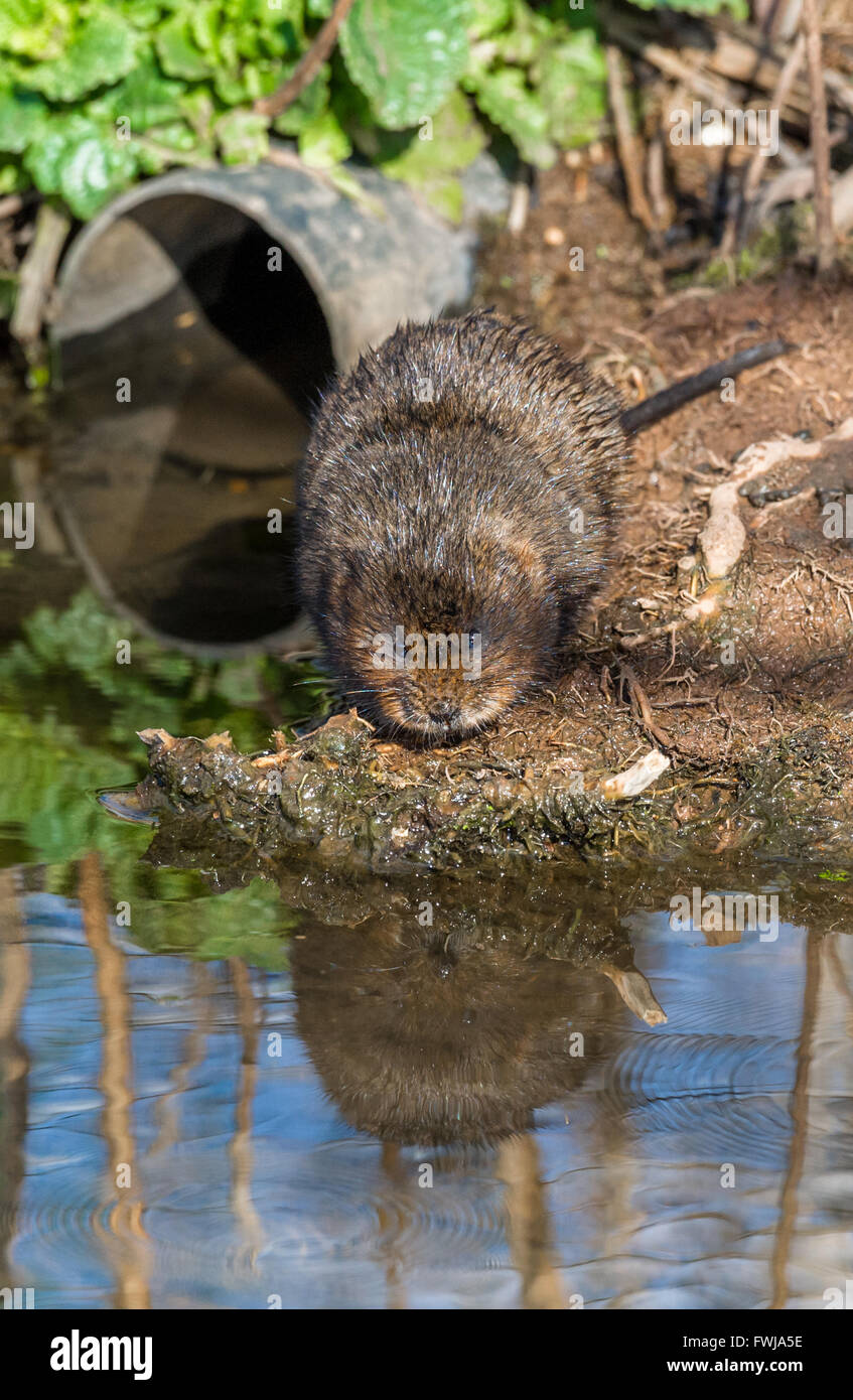European water vole, a semi-aquatic rodent. Stock Photo