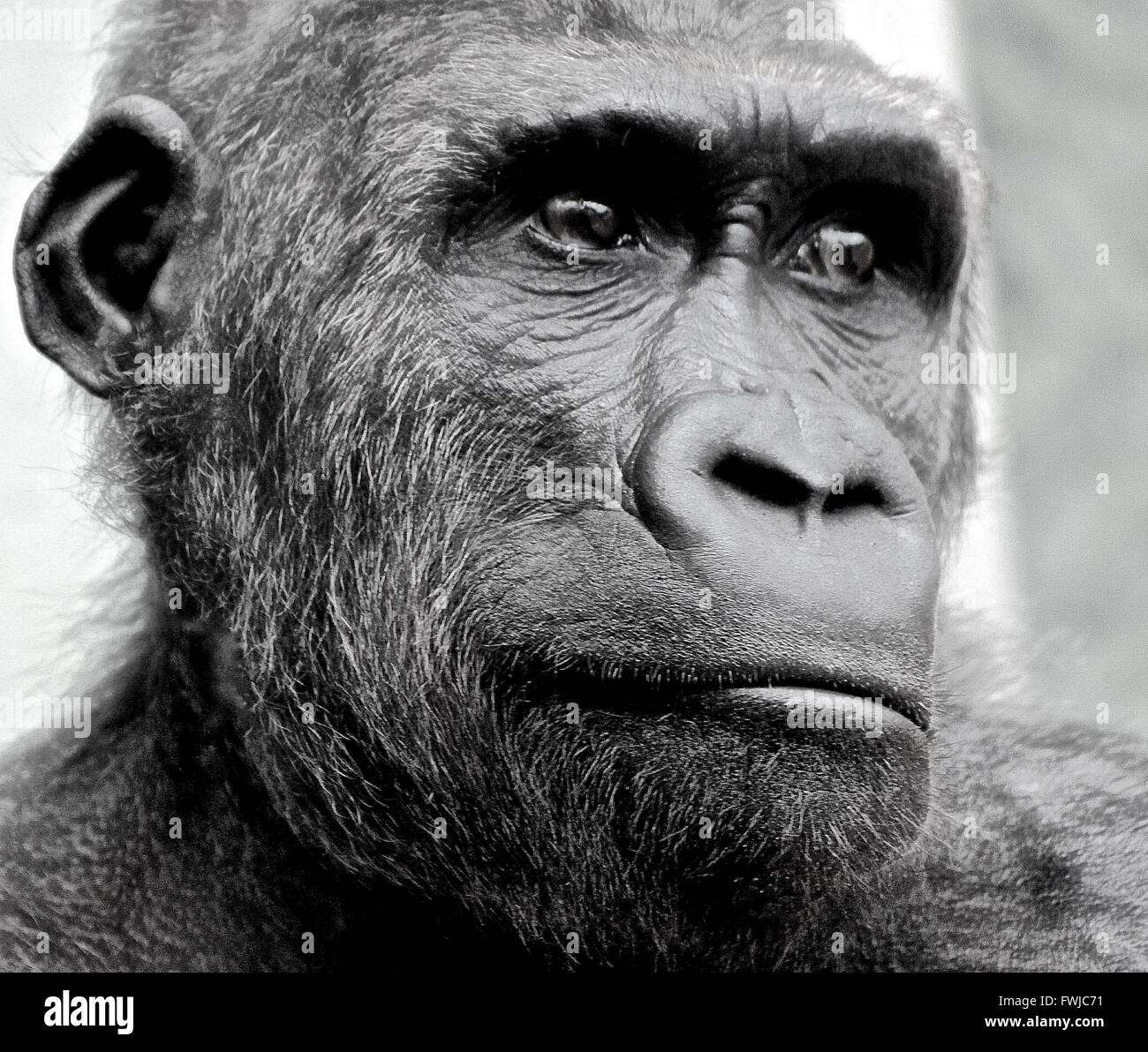 Close-Up Of Gorilla Looking Away Stock Photo