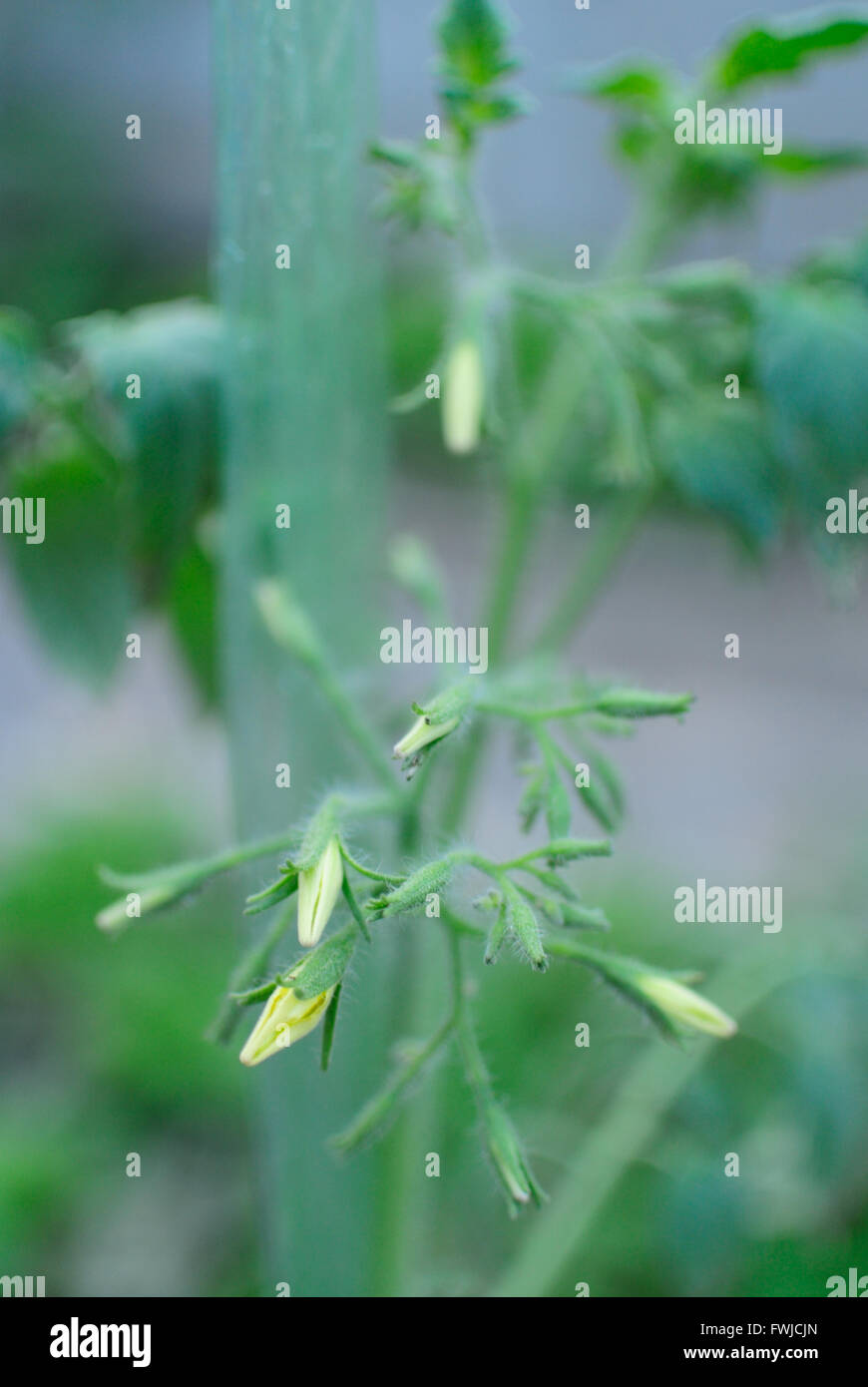 Tomato plant flower hires stock photography and images Alamy