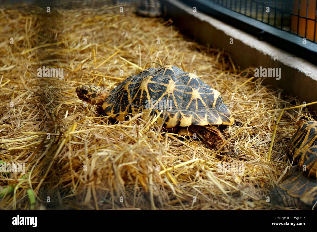 Tortoise On Straw In Cage Stock Photo Alamy