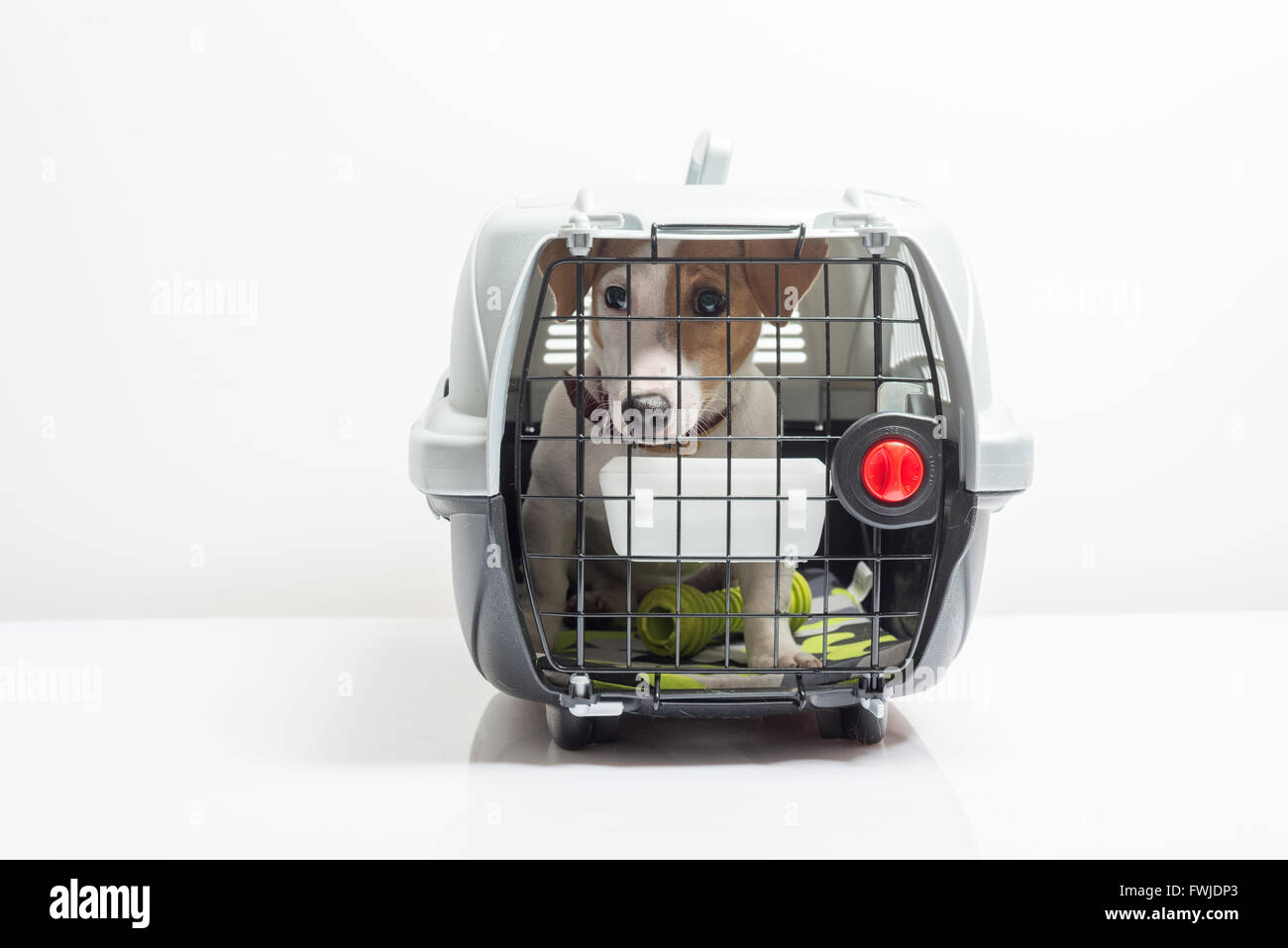 Cute dog in carrier Stock Photo Alamy