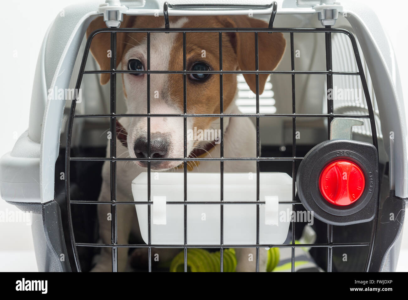 Cute Dog In Carrier Stock Photo Alamy cute-dog-in-carrier-stock-photo-alamy