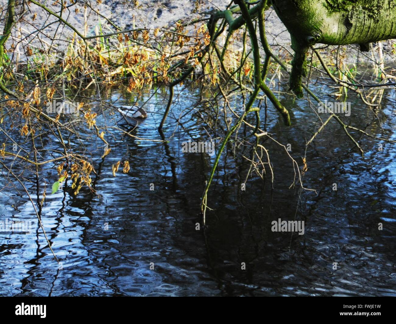 Branch hanging over water hi-res stock photography and images - Alamy