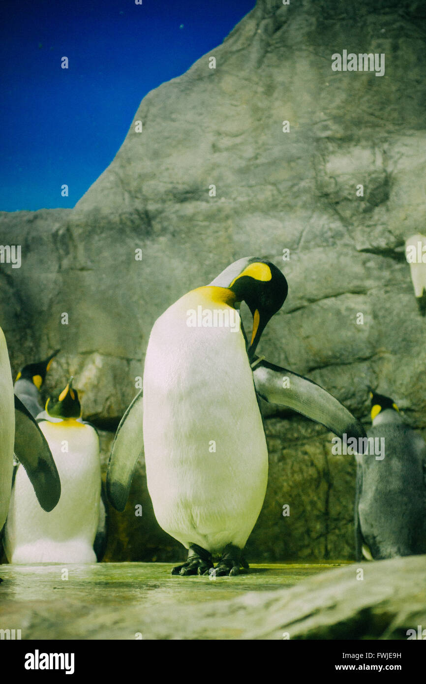 Penguins Sanding On Rock Stock Photo