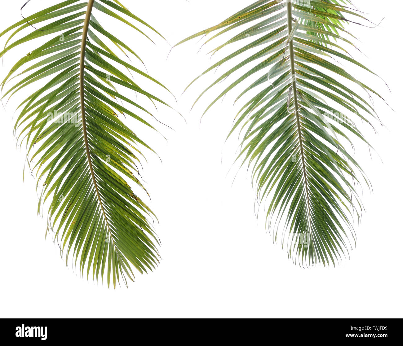 palm tree isolated on white background Stock Photo - Alamy