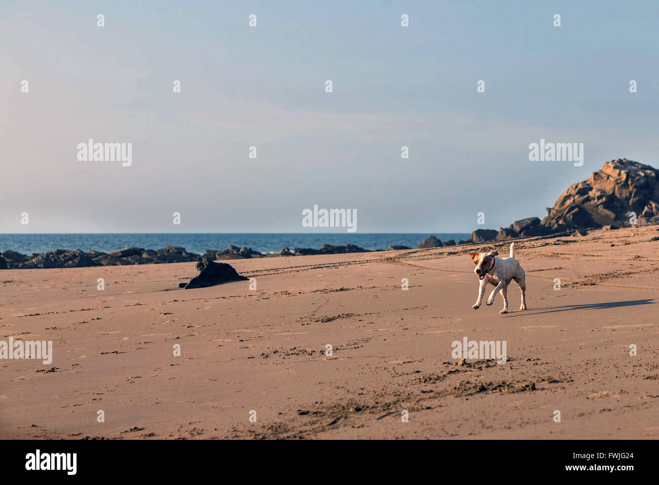 Parson Russell Terrier Female Dog Running With Speed On The Fine Sand Of The Beach In The Galapagos Stock Photo