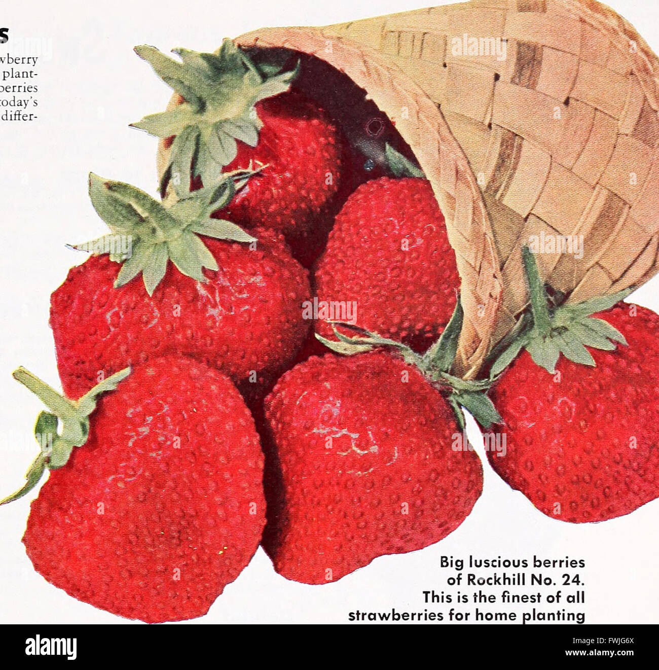 Armstrong Nurseries (1953 Stock Photo Alamy