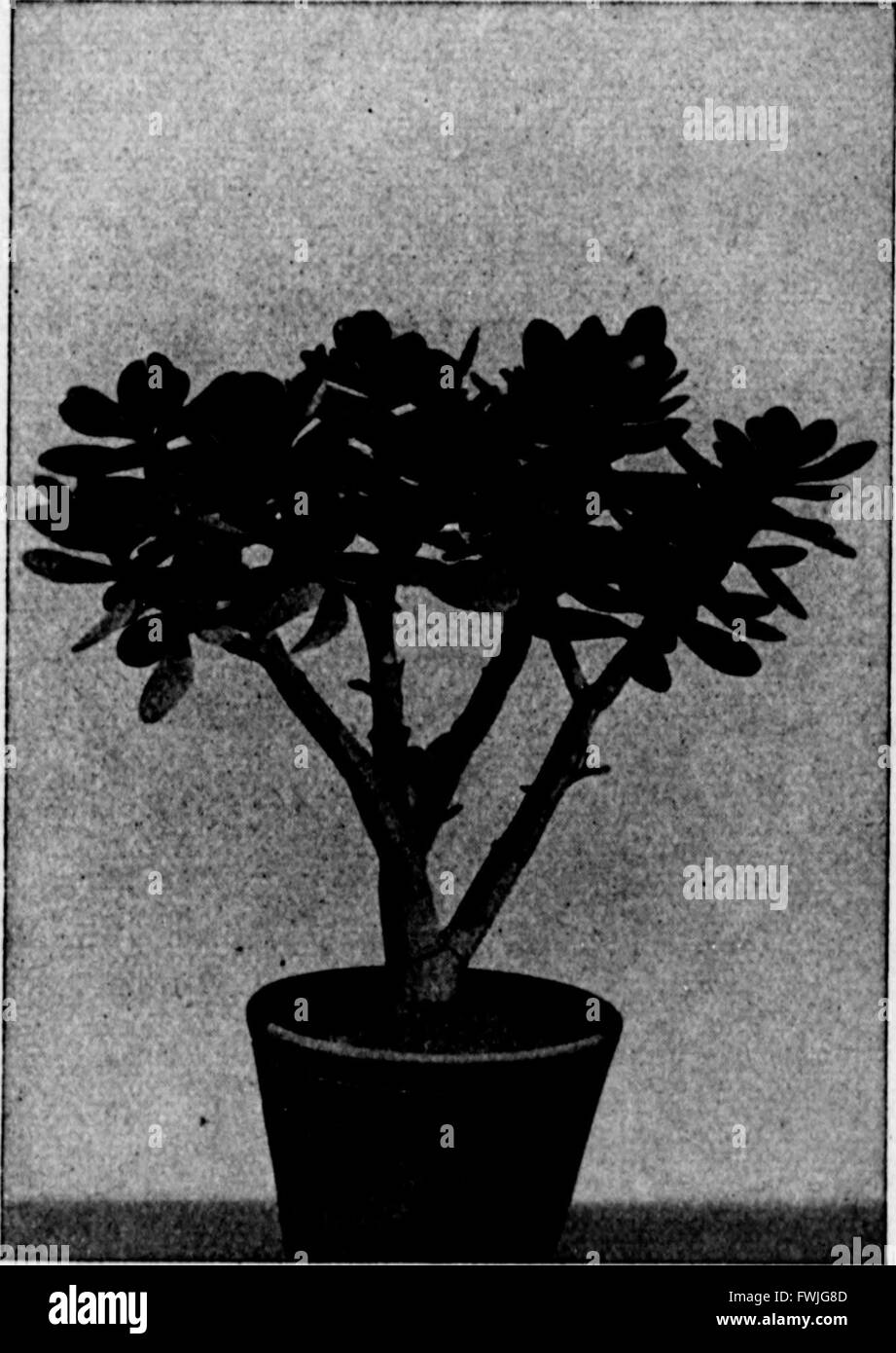 Arthur and Fritz Kahn Collection 1889-1932 Stock Photo