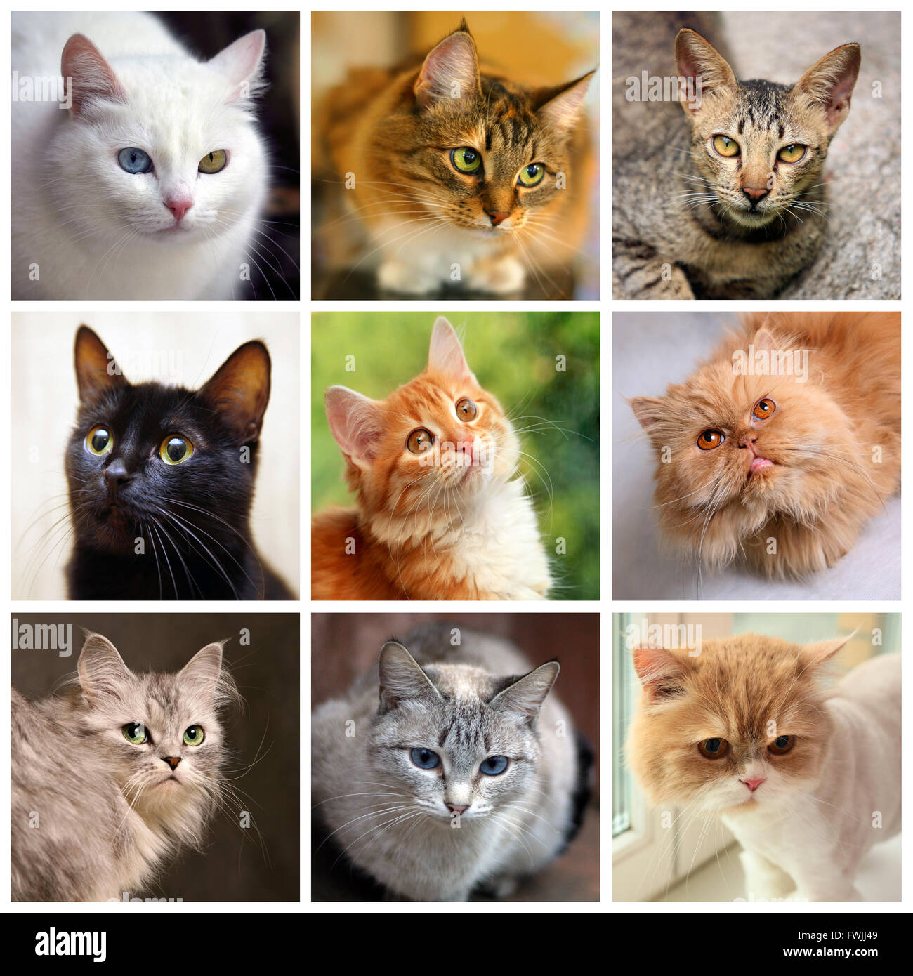 Portraits of cats, collage with domestic animals in different situations Stock Photo