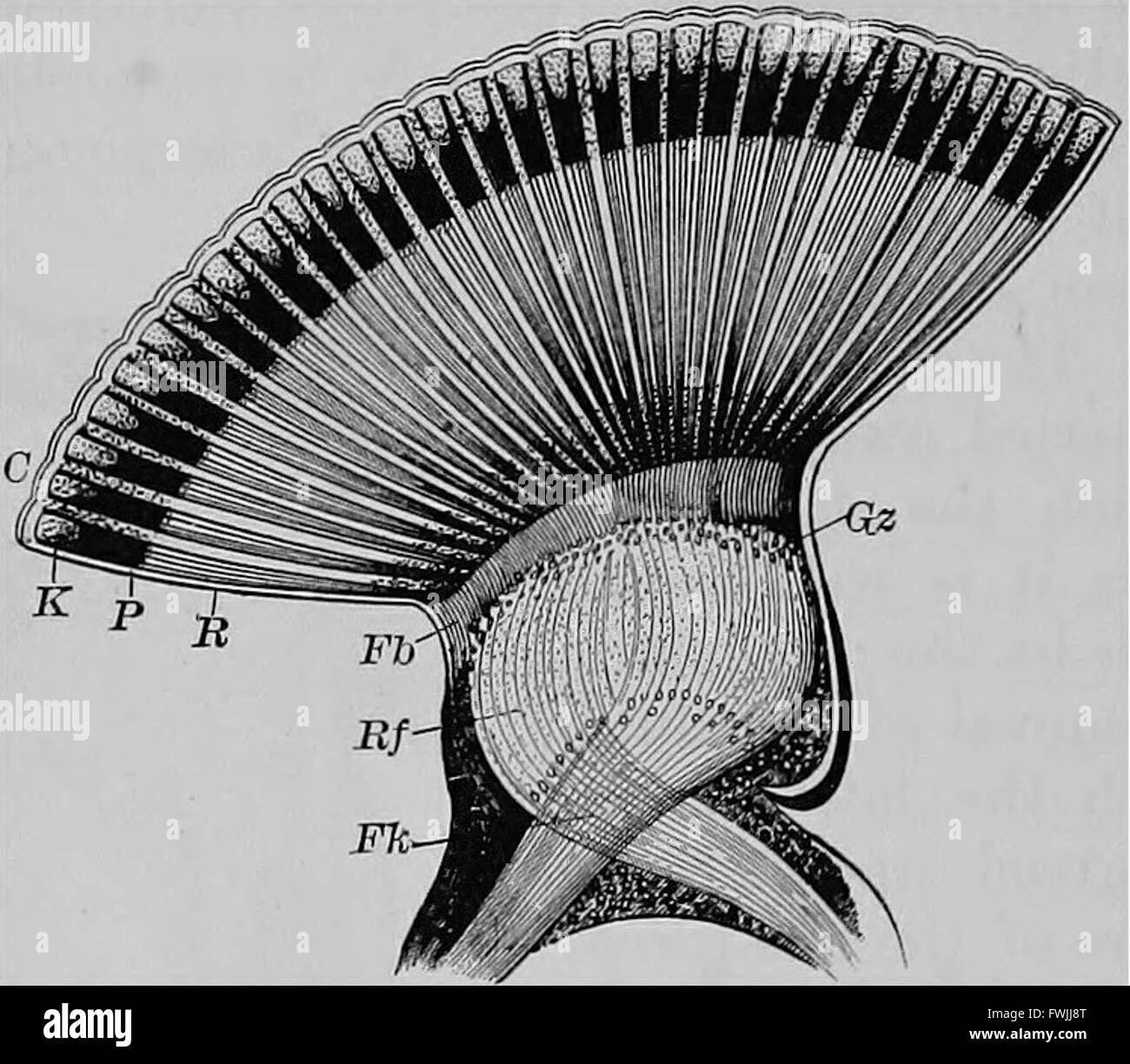 A text-book of animal physiology, with introductory chapters on general  biology and a full treatment of reproduction  Physiology, Comparative.  Fio. 117.—Head of cbick of fourth day, viewed from below as