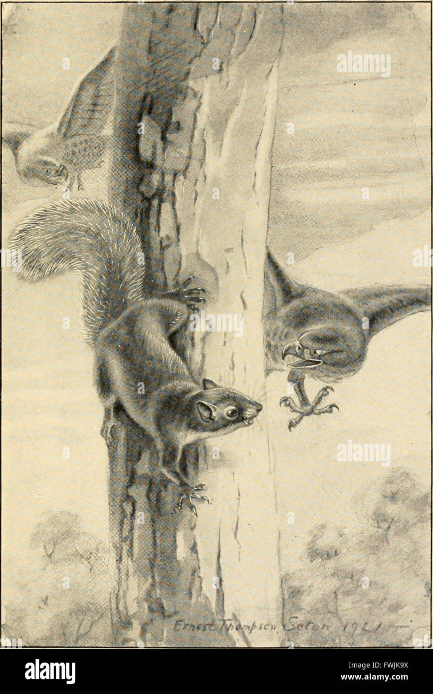 Bannertail; the story of a gray squirrel (1922 Stock Photo - Alamy