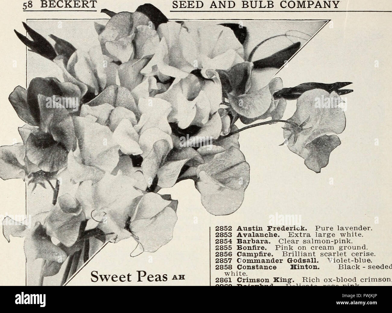 Beckert seed and bulb co (1932 Stock Photo Alamy