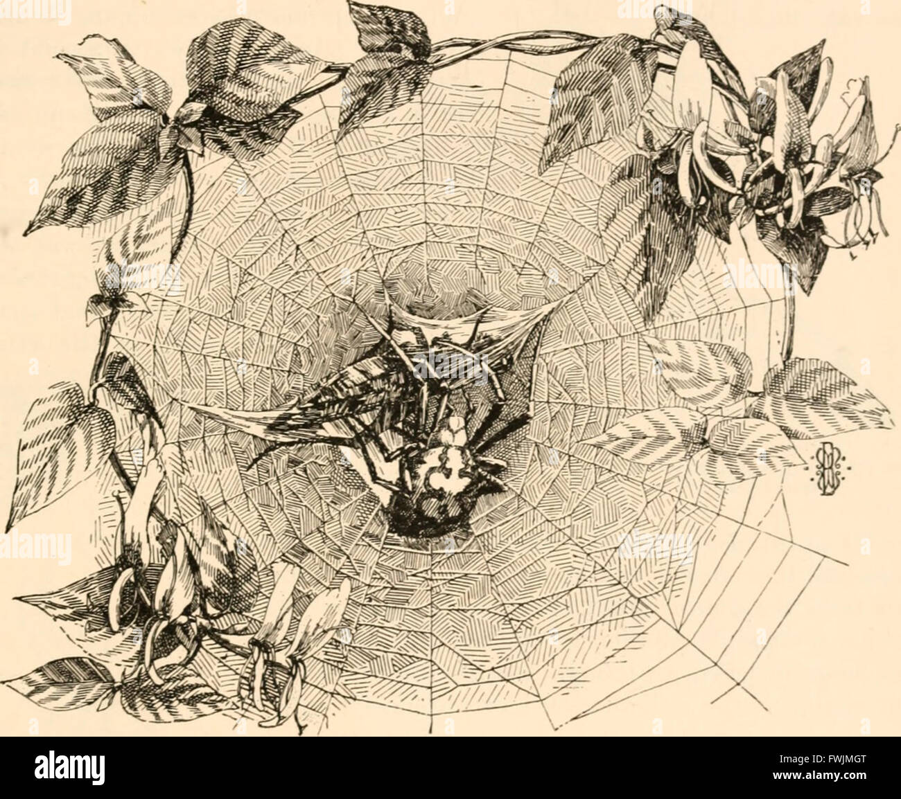 American spiders and their spinningwork. A natural history of the orbweaving spiders of the United States, with special regard to their industry and habits (1889-93) Stock Photo