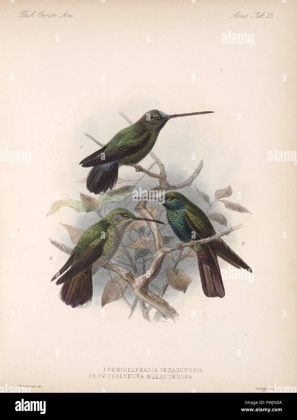 'Biologia Centrali-Americana' explores the flora and fauna of Central ...