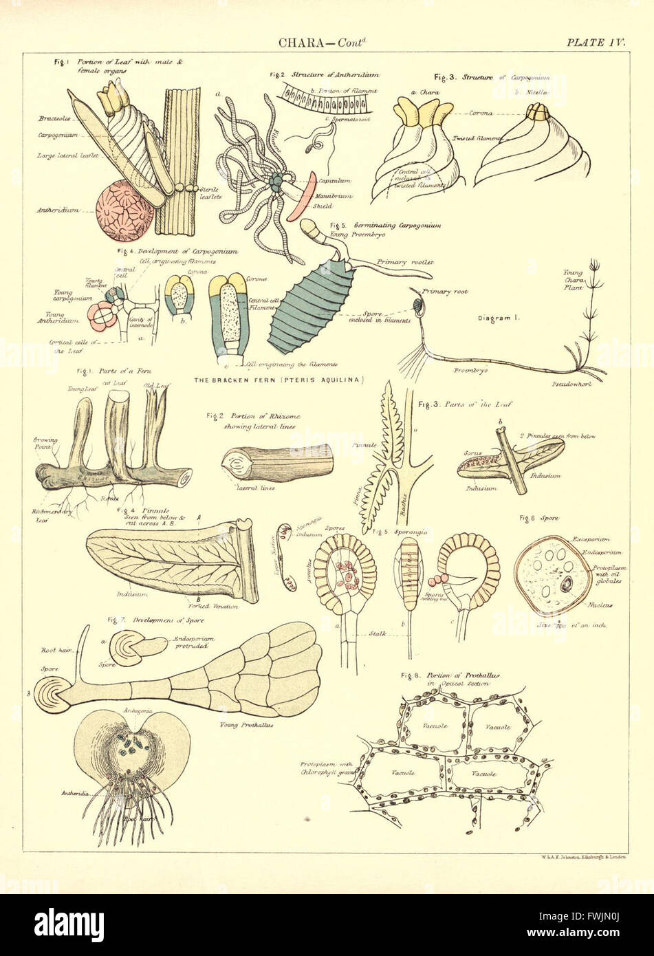 This atlas offers detailed illustrations of biological specimens ...