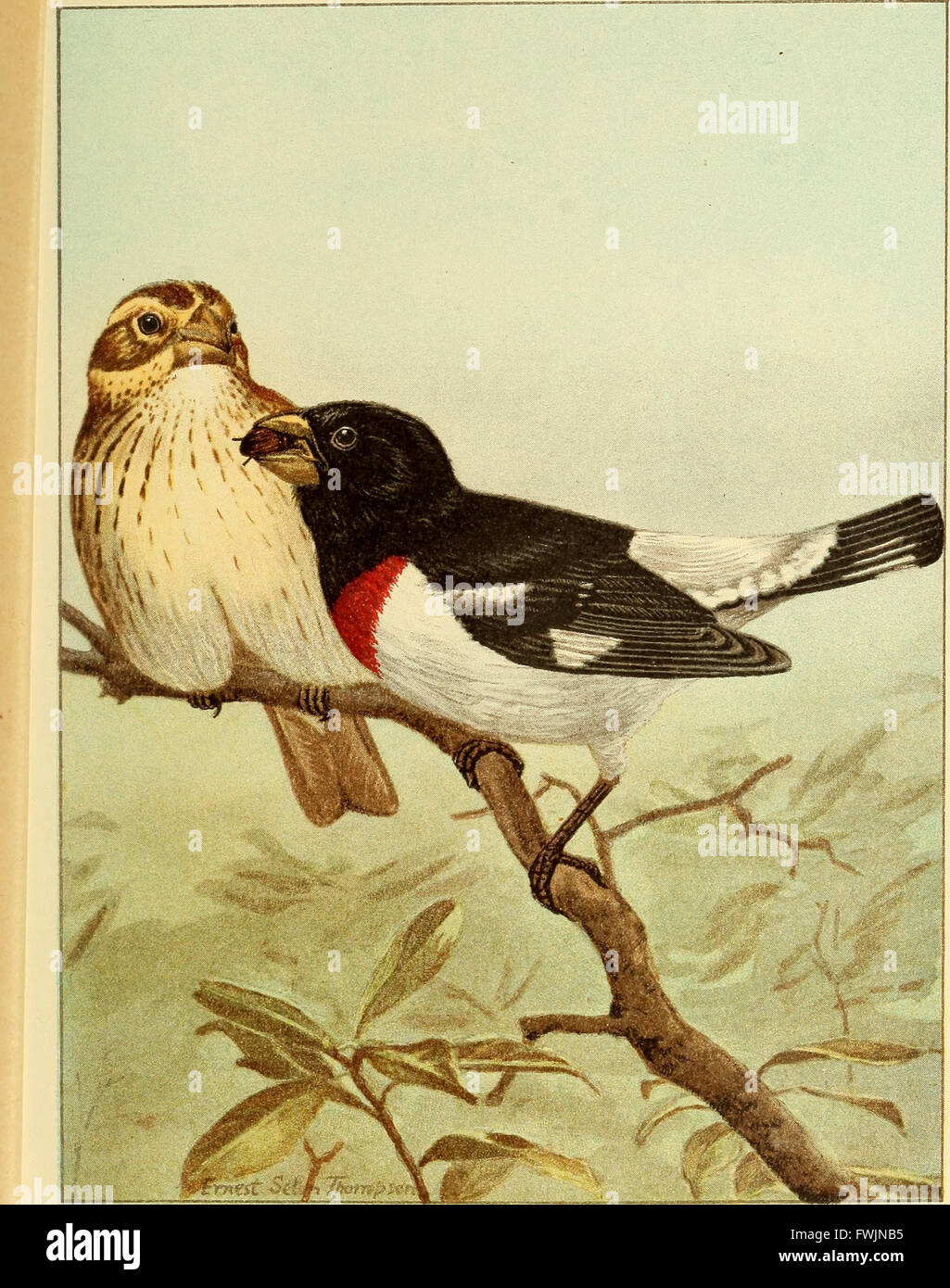 This 1898 guide provides a comprehensive overview of common bird ...