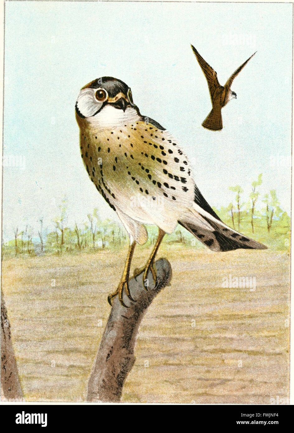 This 1901 guide provides a comprehensive overview of common bird ...