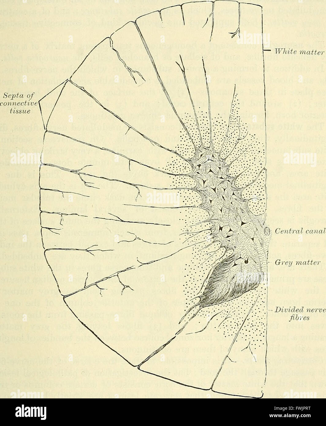 This 1897 work provides a detailed description of human anatomy and ...