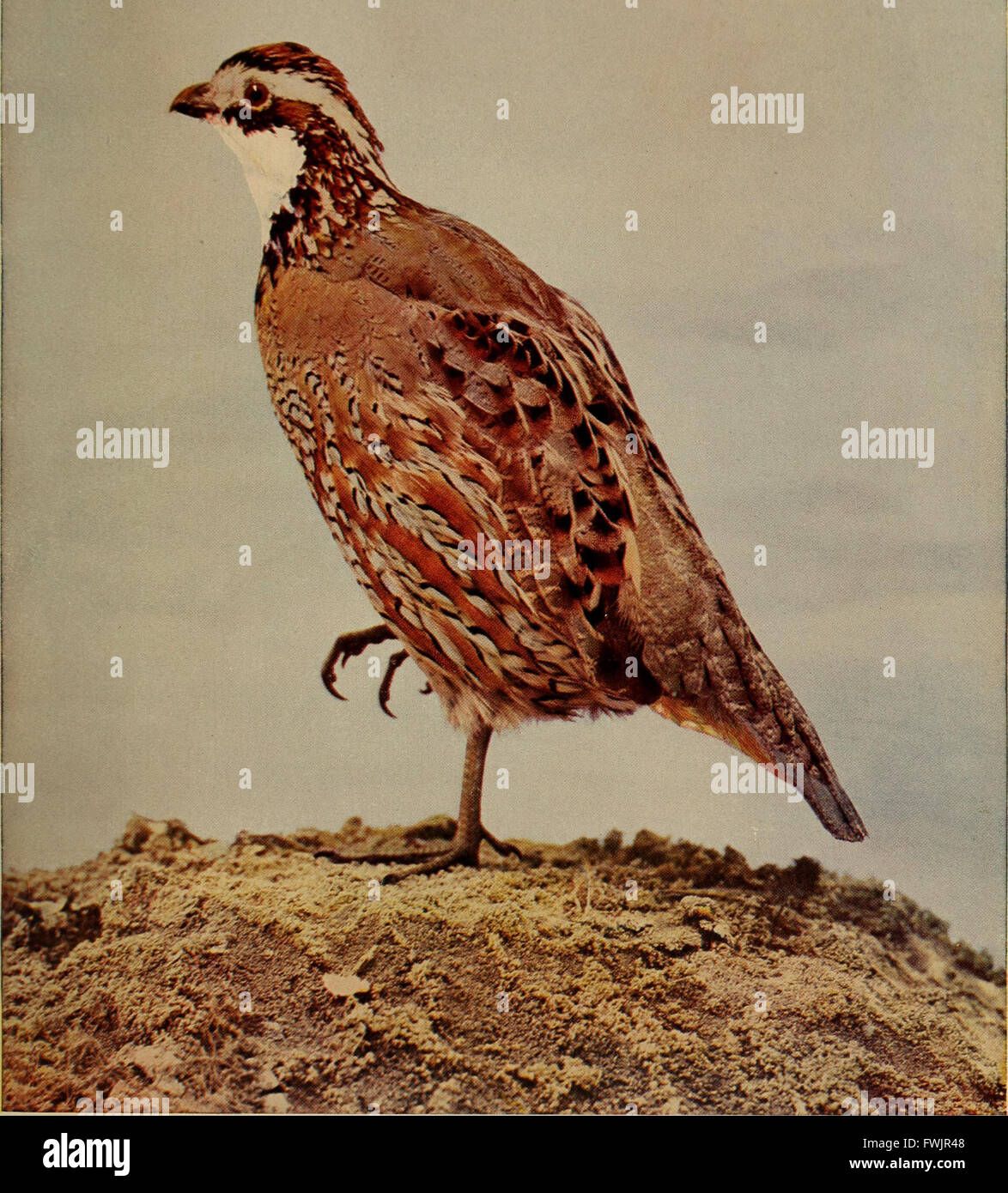 Birds that hunt and are hunted; (1905 Stock Photo Alamy