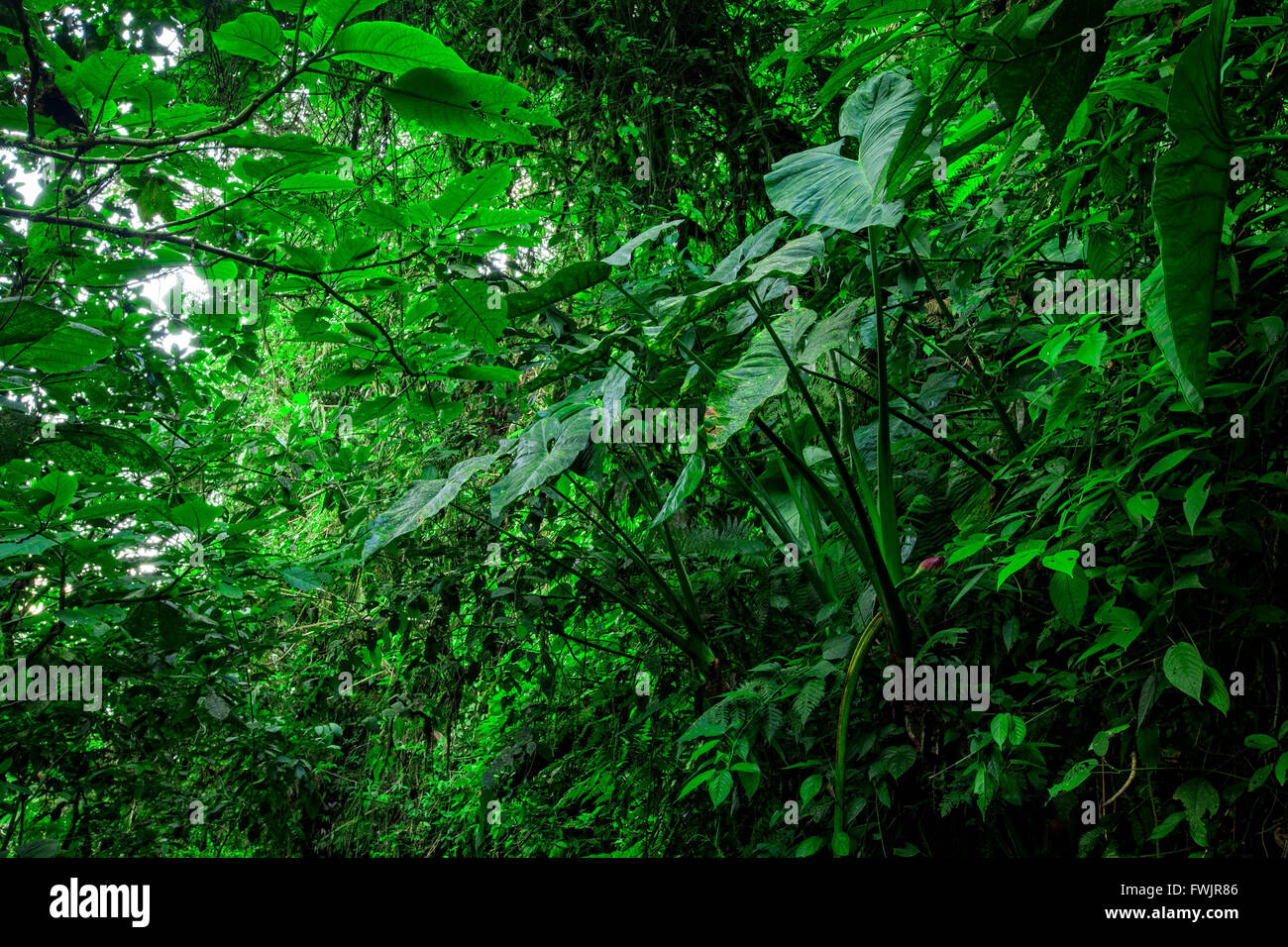 Amazon Rainforest, National Park Yasuni, South America Stock Photo