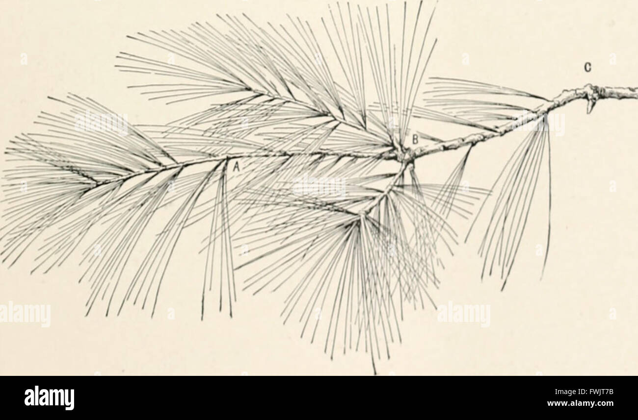 Botany, an elementary text for schools (1900) Stock Photo