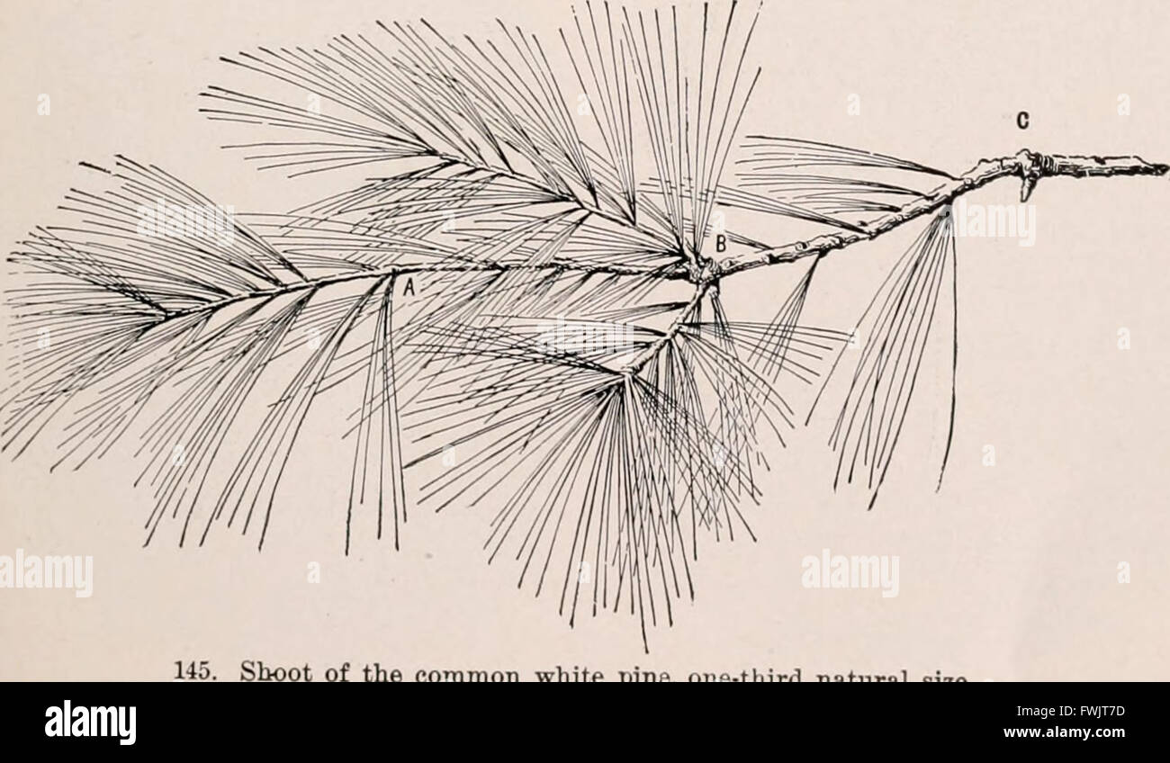 Botany; an elementary text for schools (1909) Stock Photo
