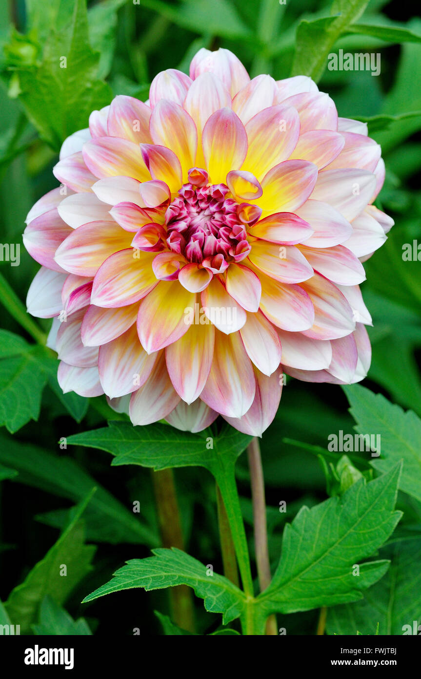 Dahlie (Dahlia), variety Carribean Fantasy, flower, North Rhine-Westphalia, Germany Stock Photo
