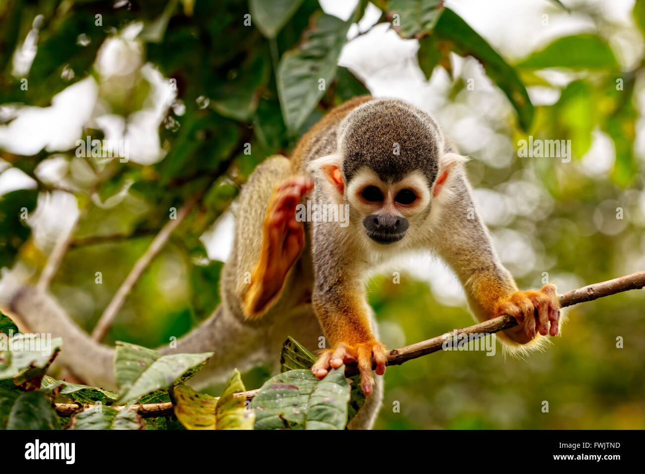Common Squirrel Monkey, New World Monkey, Playing In The Trees Stock Photo