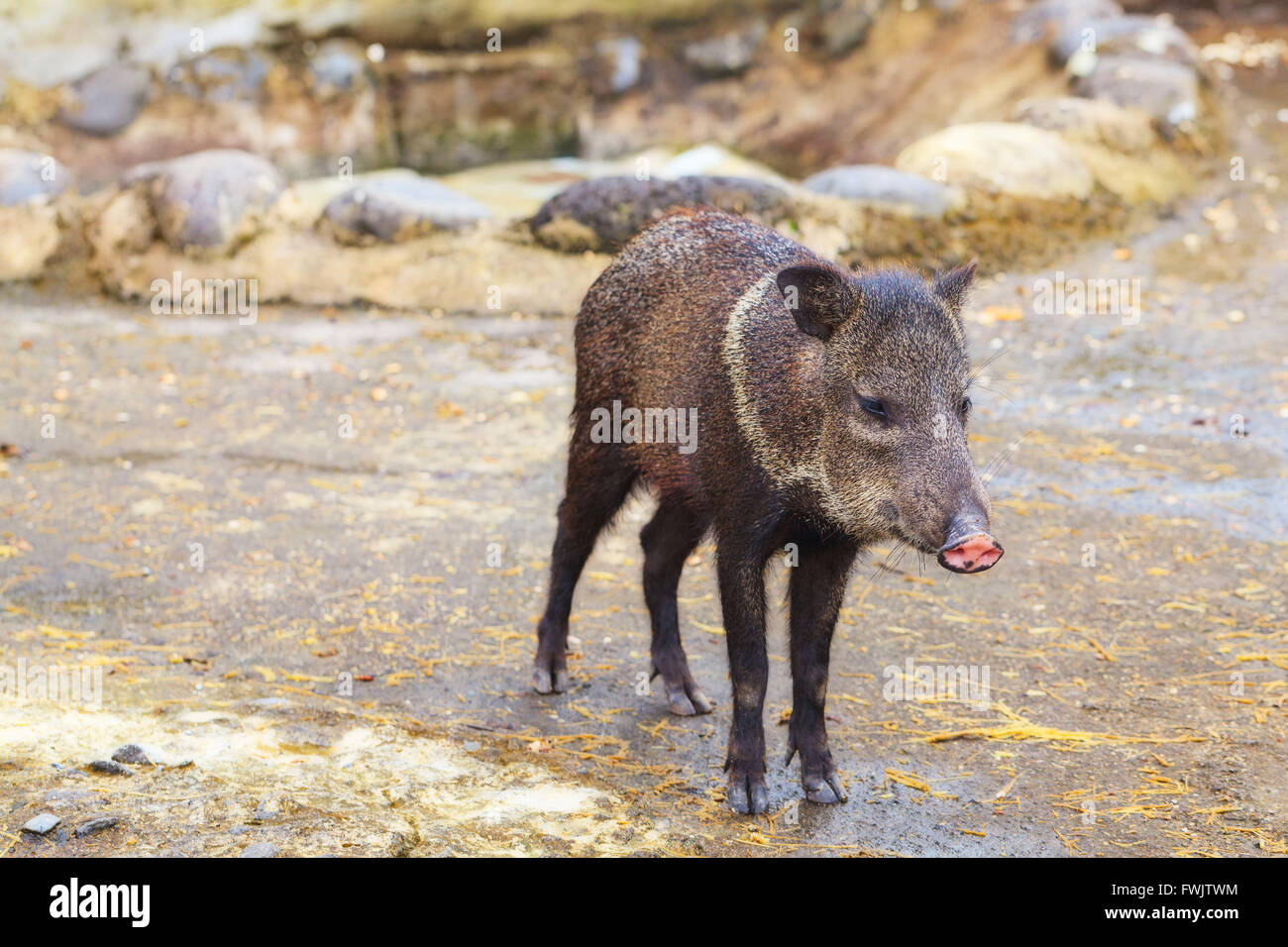 Little Grey Wild Boar, Andean Mountains, South America Stock Photo