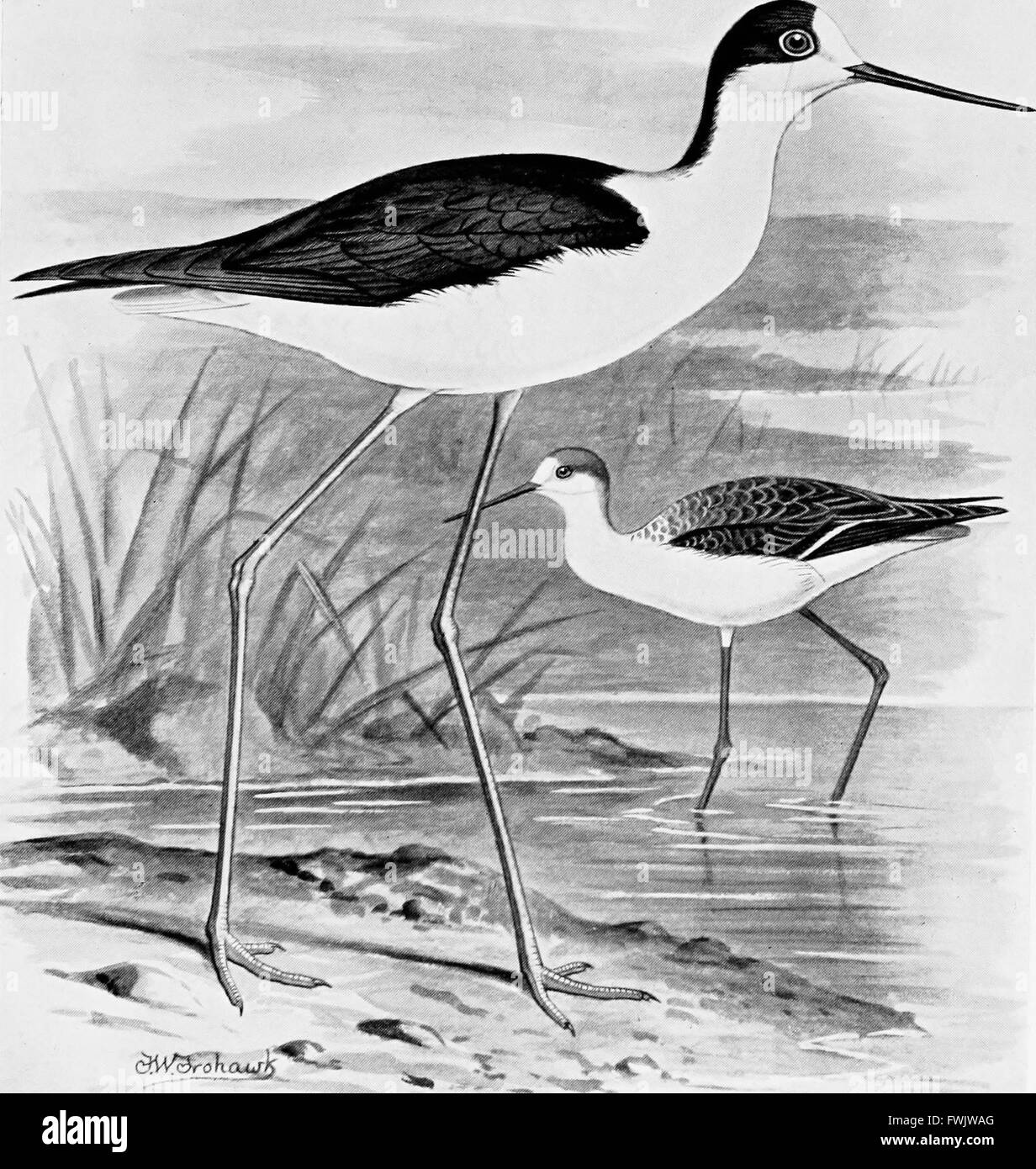 British birds with their nests and eggs (1896 Stock Photo Alamy